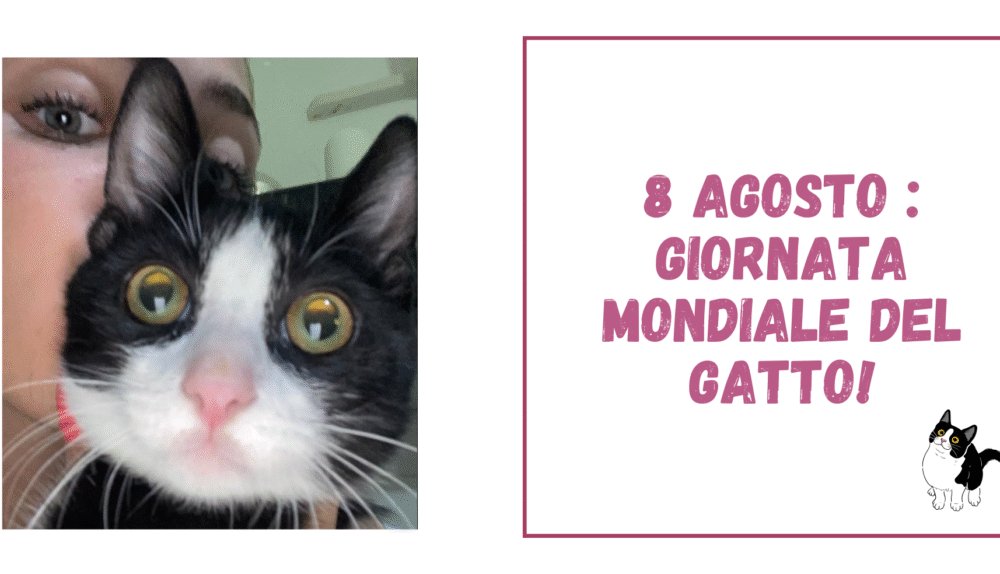 8 agosto giornata mondiale del gatto!