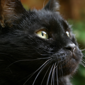 GATTO